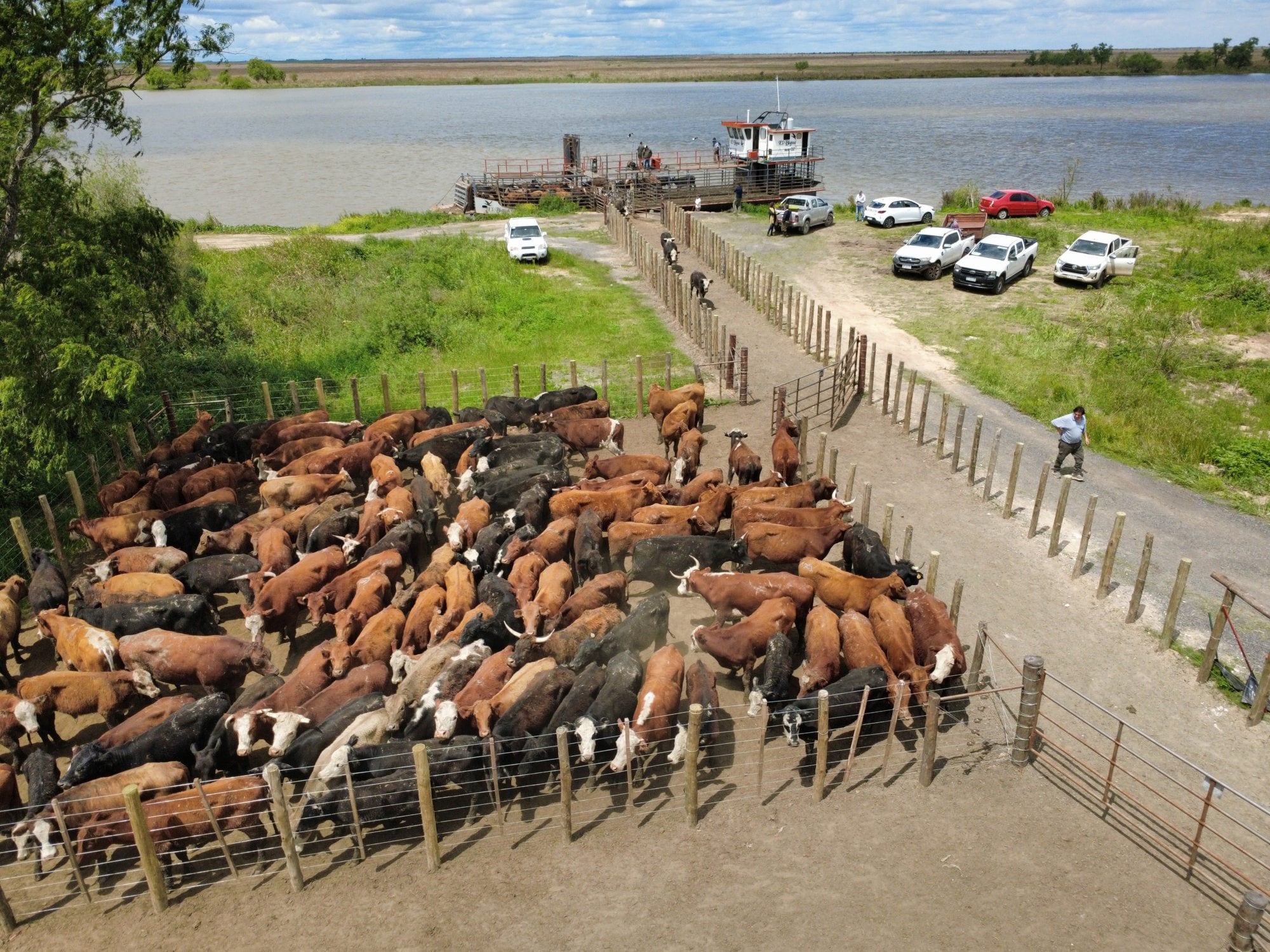 Hablan los expertos: miles de vacunos deben salir de las islas y anticipan qué puede pasar con los precios de la carne