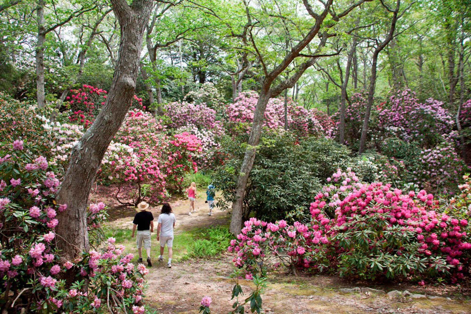 Un sendero en un parque con grandes plantas de rododendros en flor