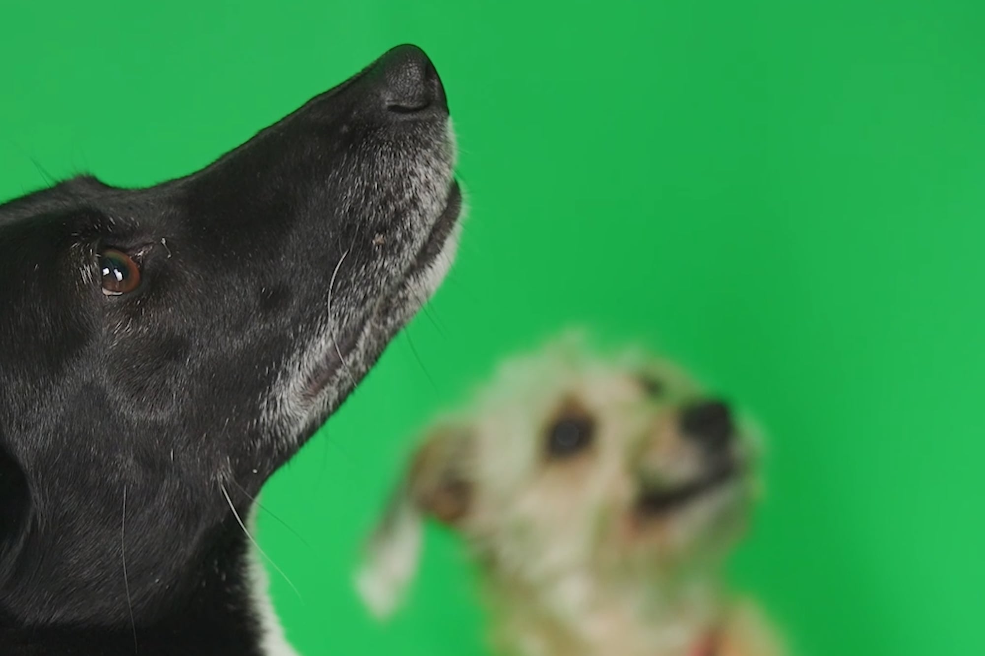 Salud bucal en perros: por qué es vital prestar atención a la boca