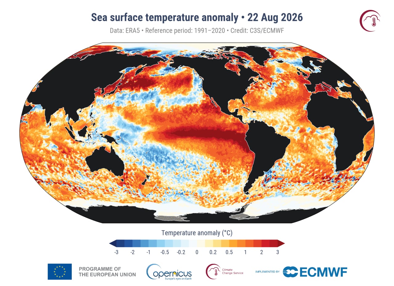 Las anomalías de la temperatura de la superficie del mar registradas el 22 de agosto de 2026 respecto del promedio del período 1991-2020. Los tonos rojos indican aguas más cálidas de lo habitual y los azules, más frías