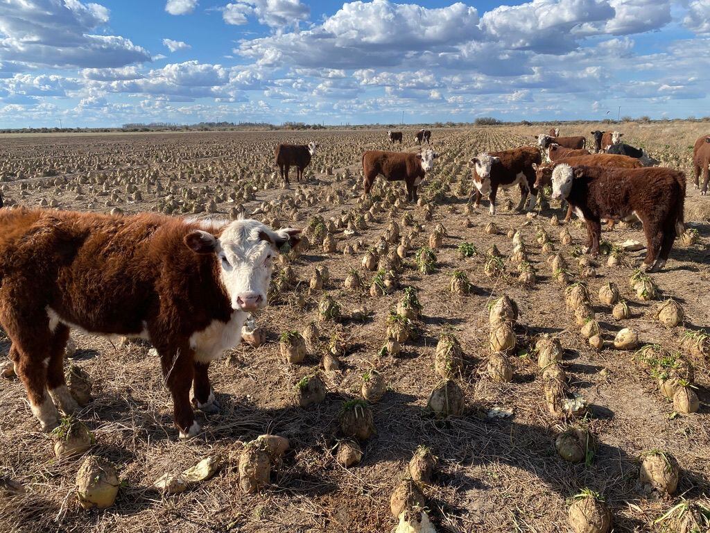 Hace cinco o seis años comenzaron a desarrollar el sistema con las variedades de remolacha forrajera apta para los animales