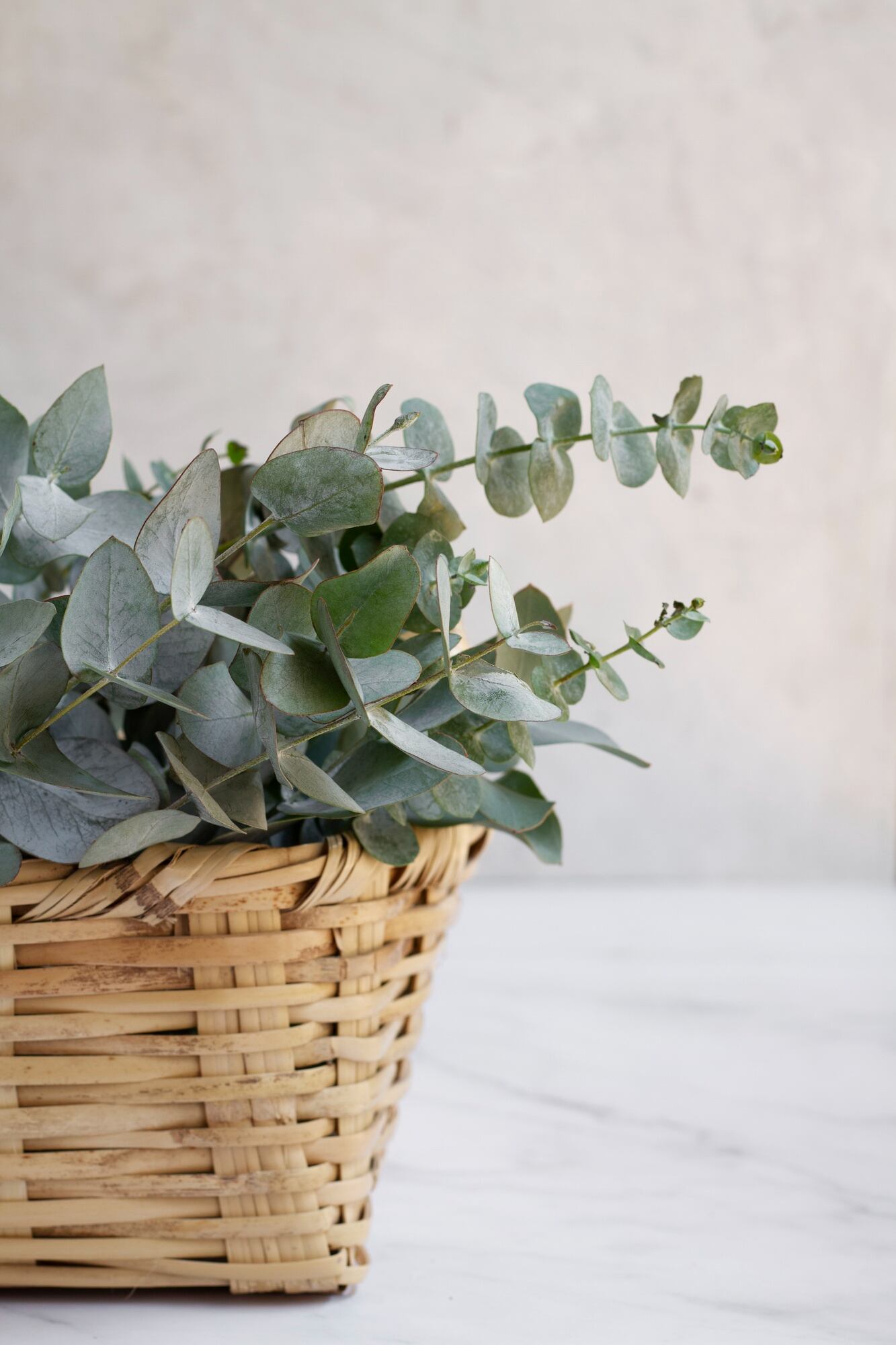 Se puede armar un florero o canasta con ramas de eucalipto para aromatizar ambientes
