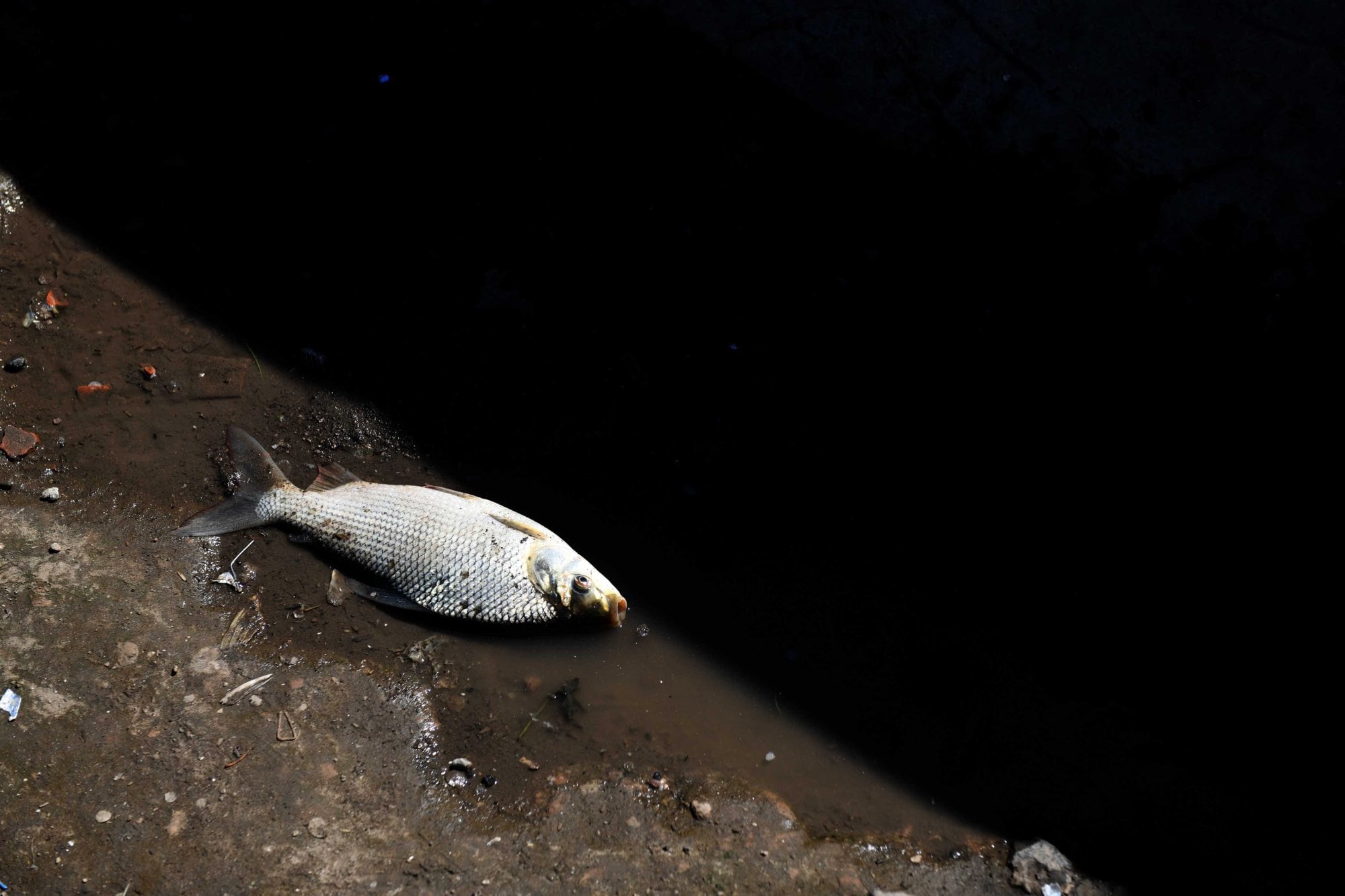 La cuenca del Río de la Plata fue identificada como el sistema más degradado del relevamiento
