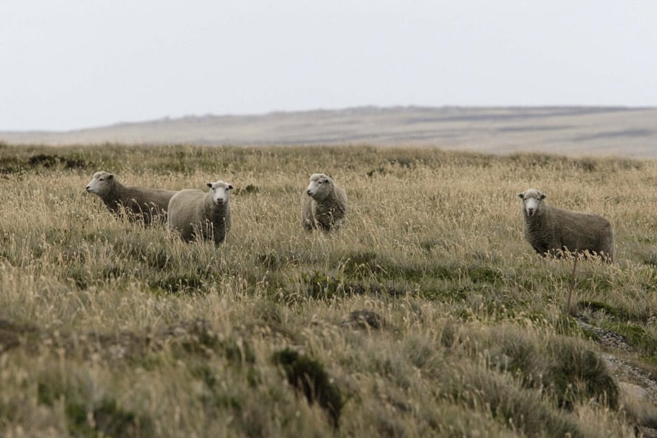Malvinas: la huella rural que une a las islas con la Patagonia