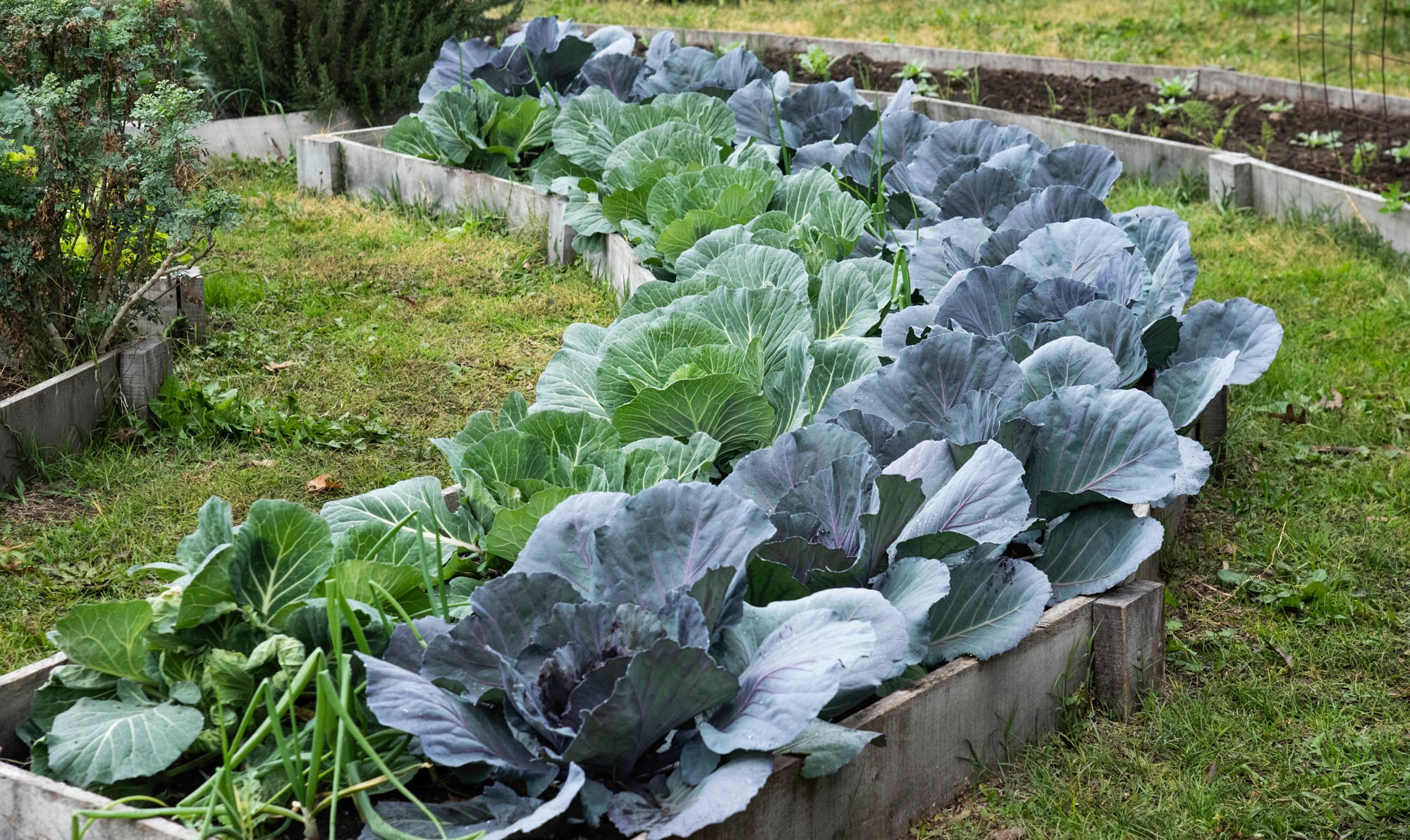 A las coles se las conoce como las flores del invierno