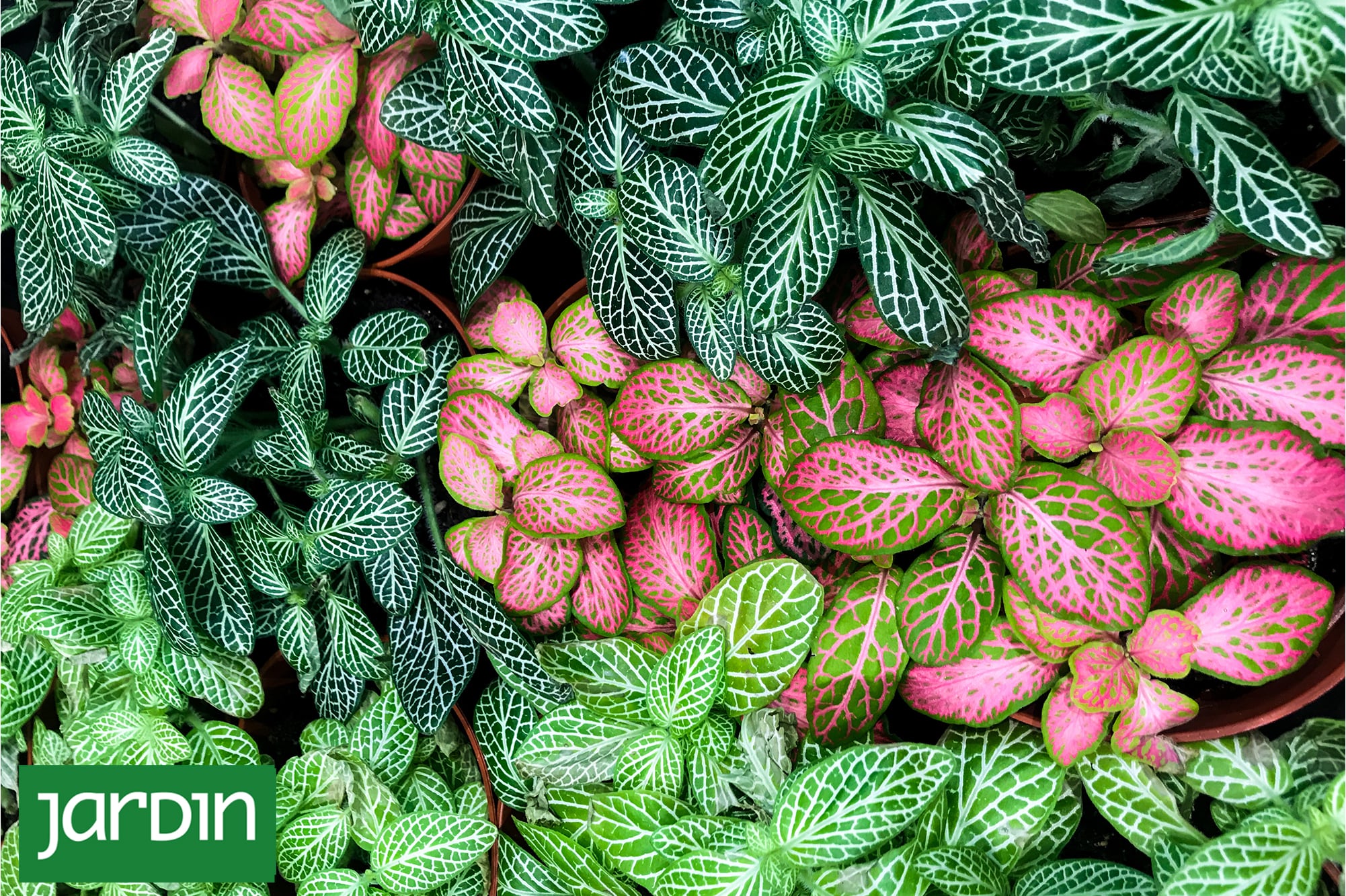 Follajes que mandan: cómo diseñar jardines interesantes sin depender de las flores