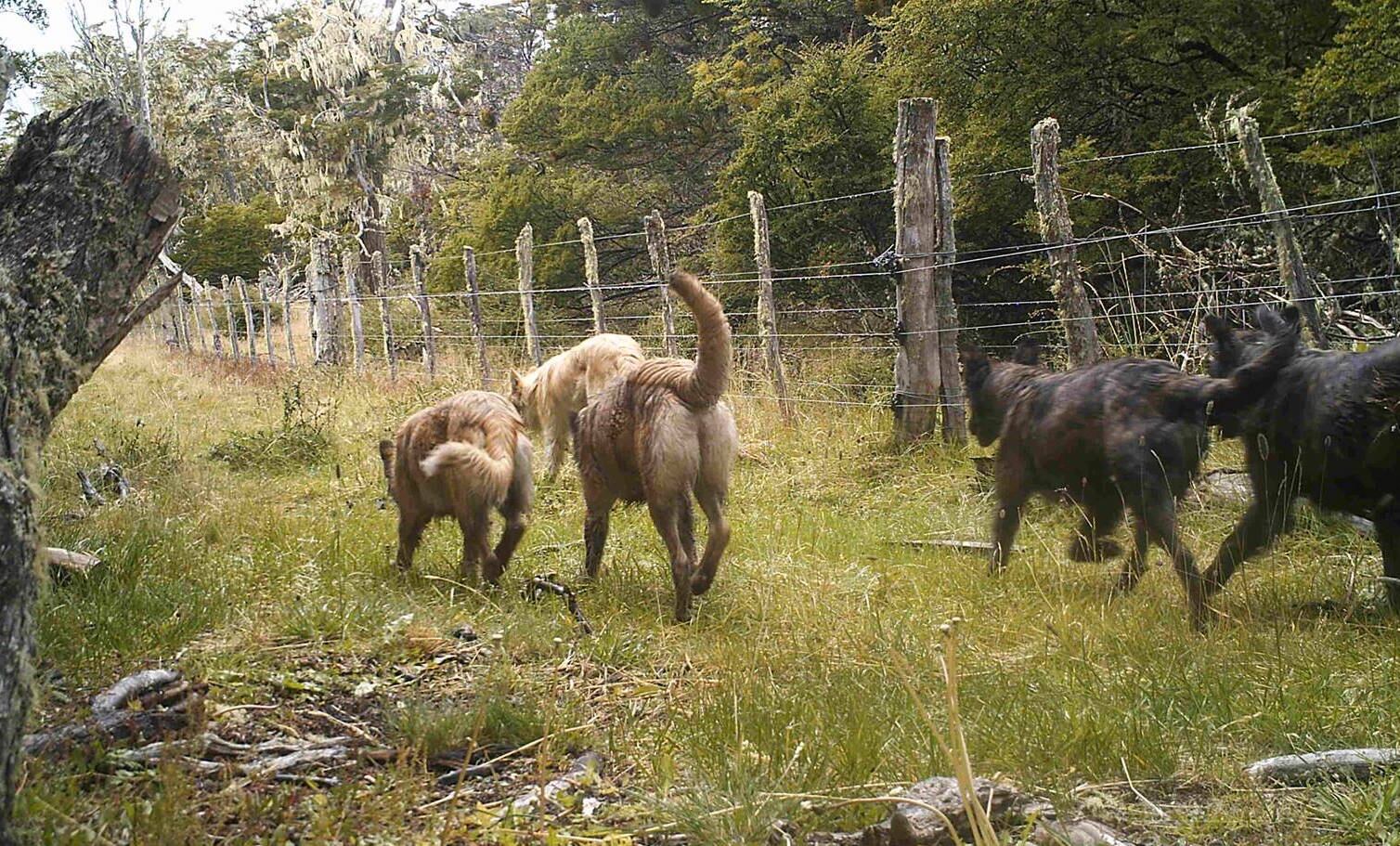 Una jauría de perros asilvestrados en uno de los campos cercanos a Río Grande