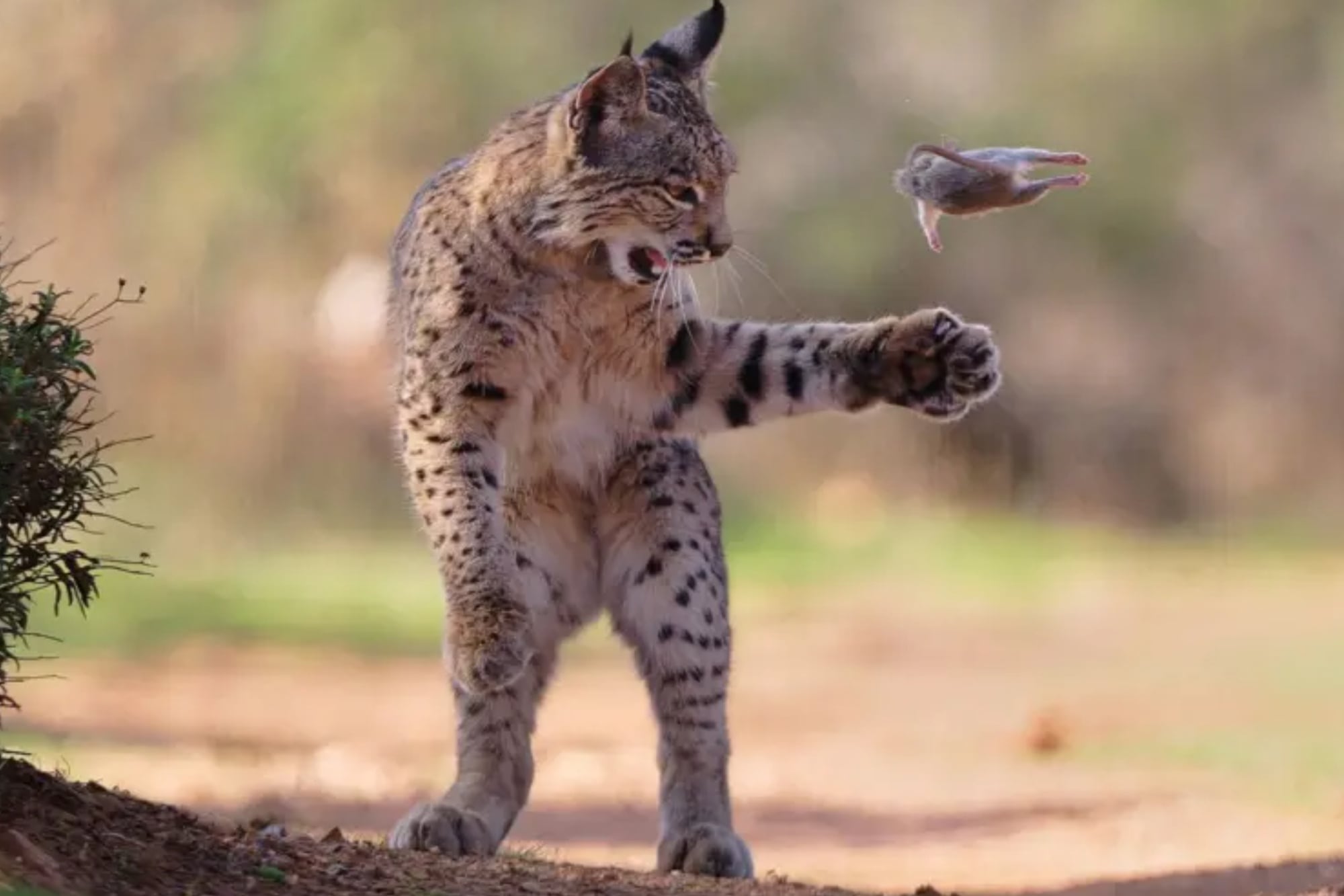 El “roedor volador” y otras 23 imágenes increíbles que bordan la perfección fotográfica