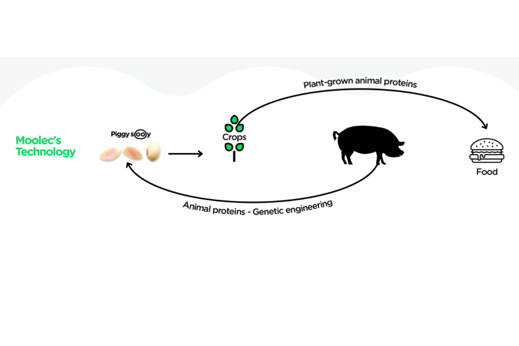 Según habían mencionado Piggy Sooy permitía producir proteína de cerdo en semillas de soja