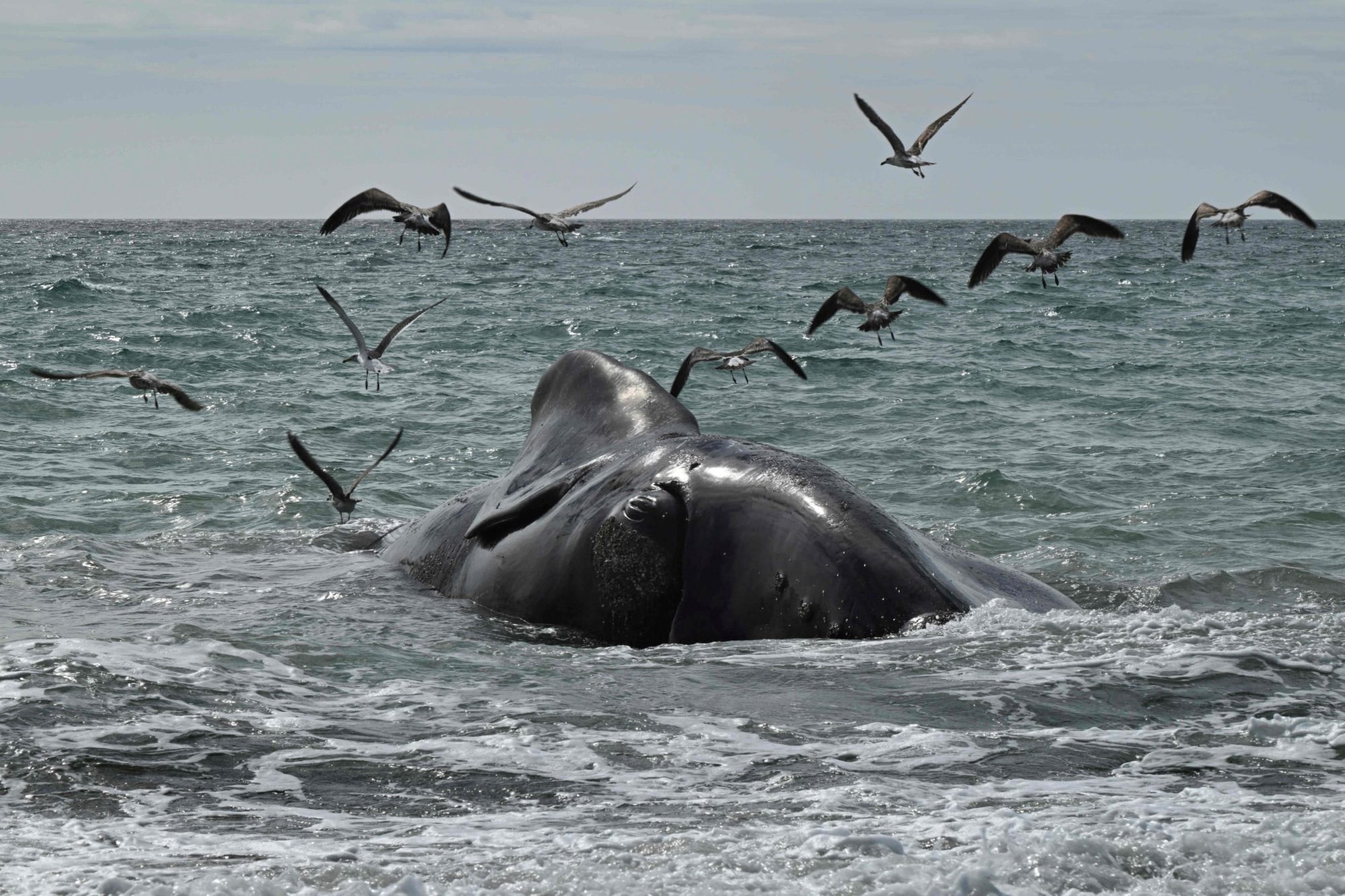 Encontraron cinco ballenas muertas en Puerto Madryn en menos de 48 horas