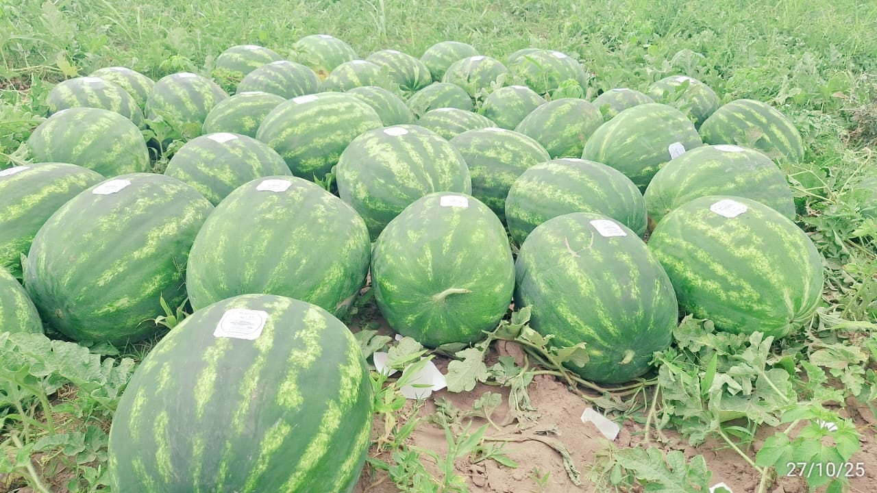 A la sandía se le pone un sello de identificación
