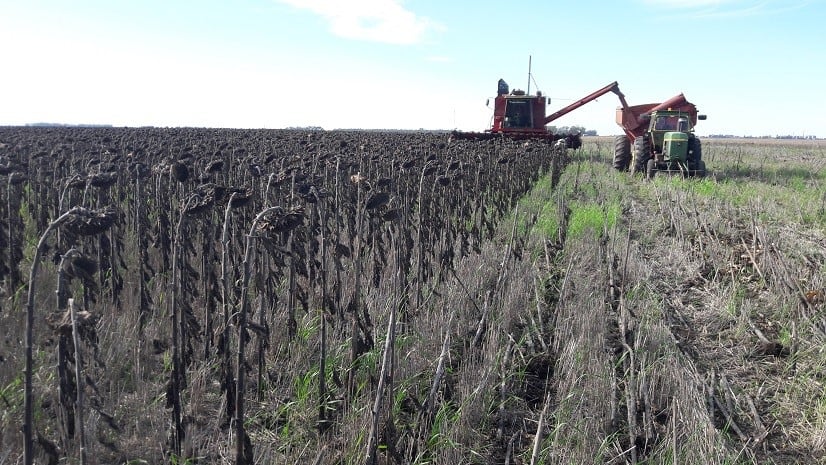 La producción argentina de girasol crecería 8,1% y alcanzaría los 8 millones de toneladas en el ciclo 2026/27, frente a los 7,4 millones estimados para la campaña actual