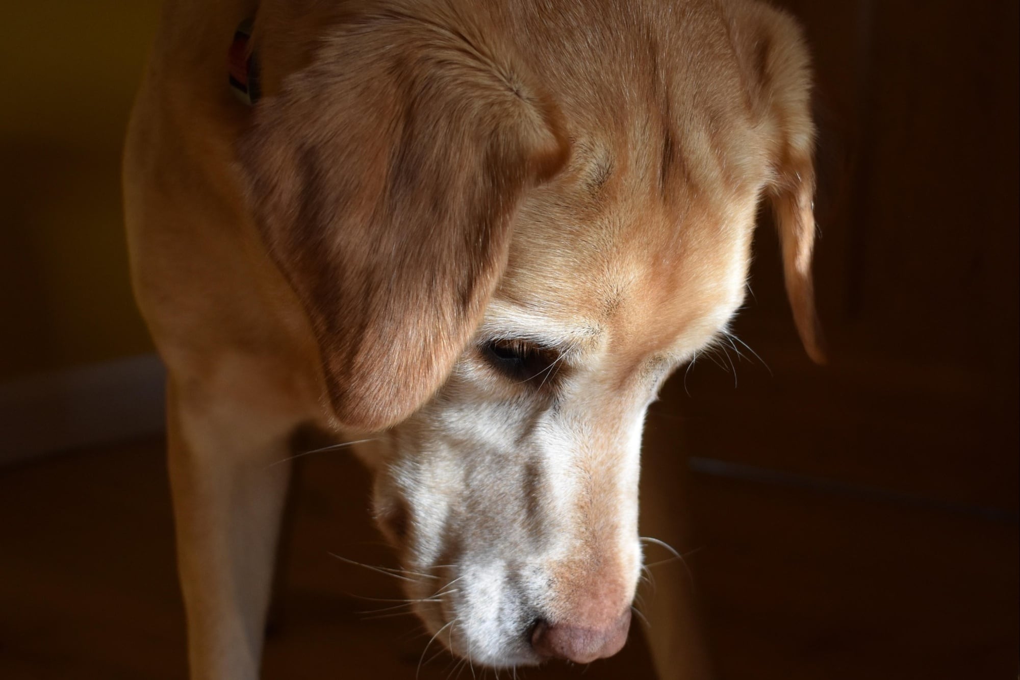 Cómo saber si tu perro entró en la “tercera edad” y los cambios urgentes que debés hacer en casa