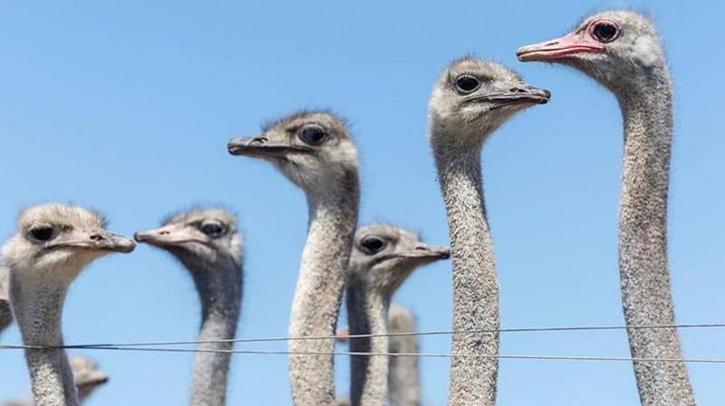 Los 300 avestruces que fueron sacrificados en Canadá en medio de una polémica que llegó a EE.UU.