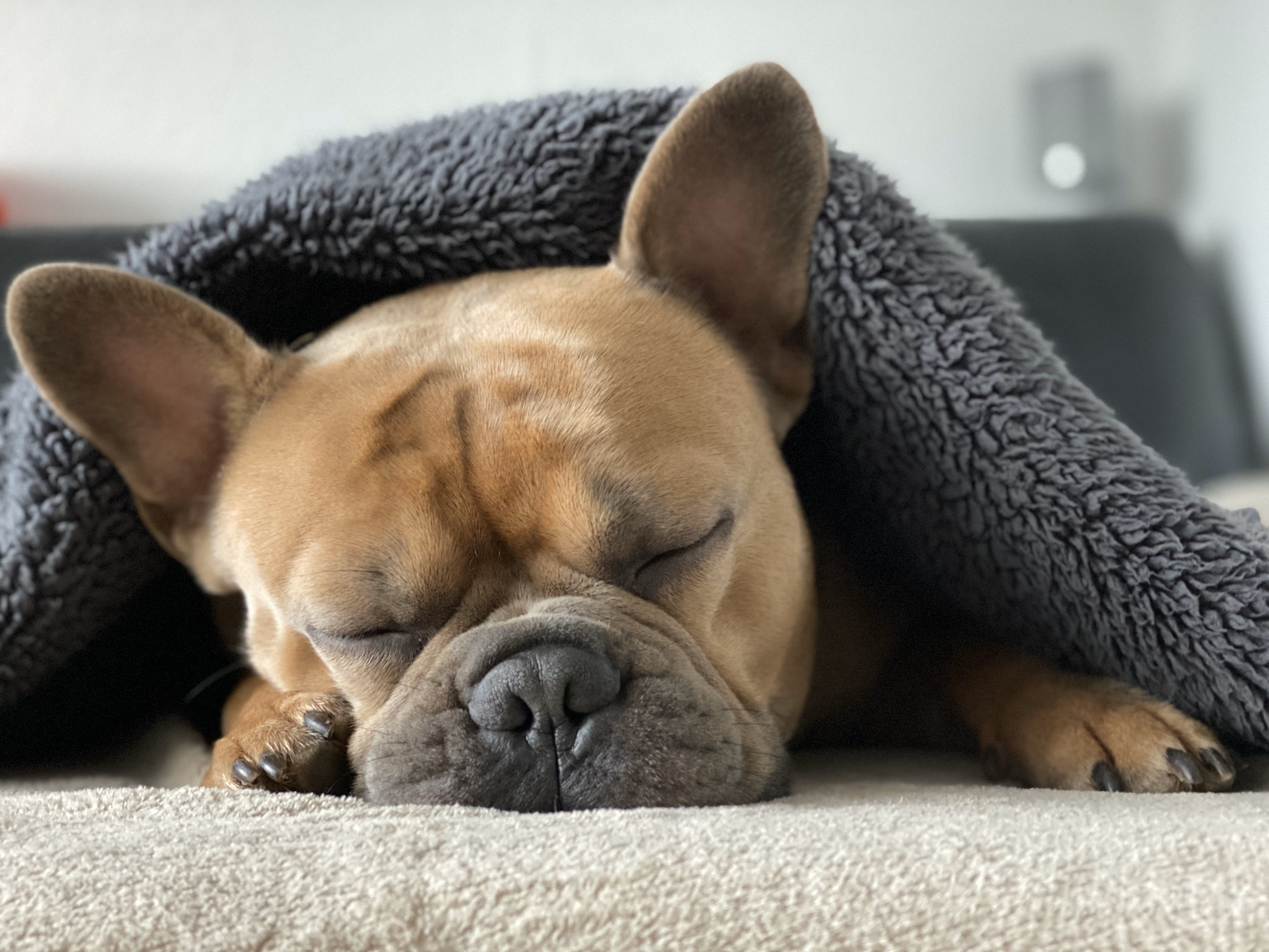 Lo ideal es que los perros puedan dormir en una camita especial para ellos