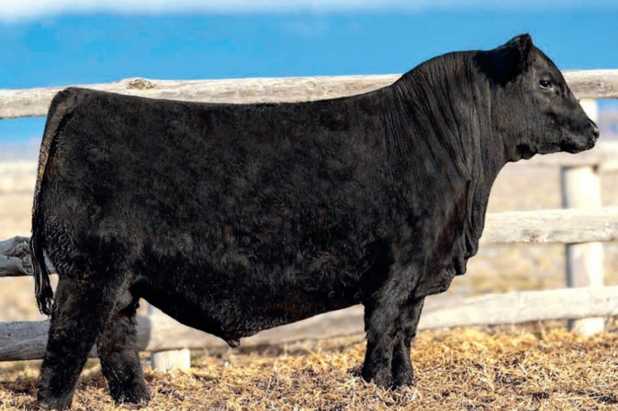 “Es un golazo”: el criador número uno del mundo pagó en Estados Unidos US$270.000 por la mitad de un toro con sangre argentina