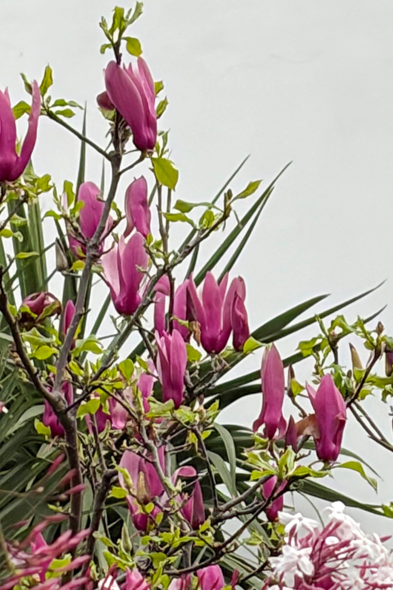 Las impresionantes flores de la magnolia empiezan a poblar las ramas
