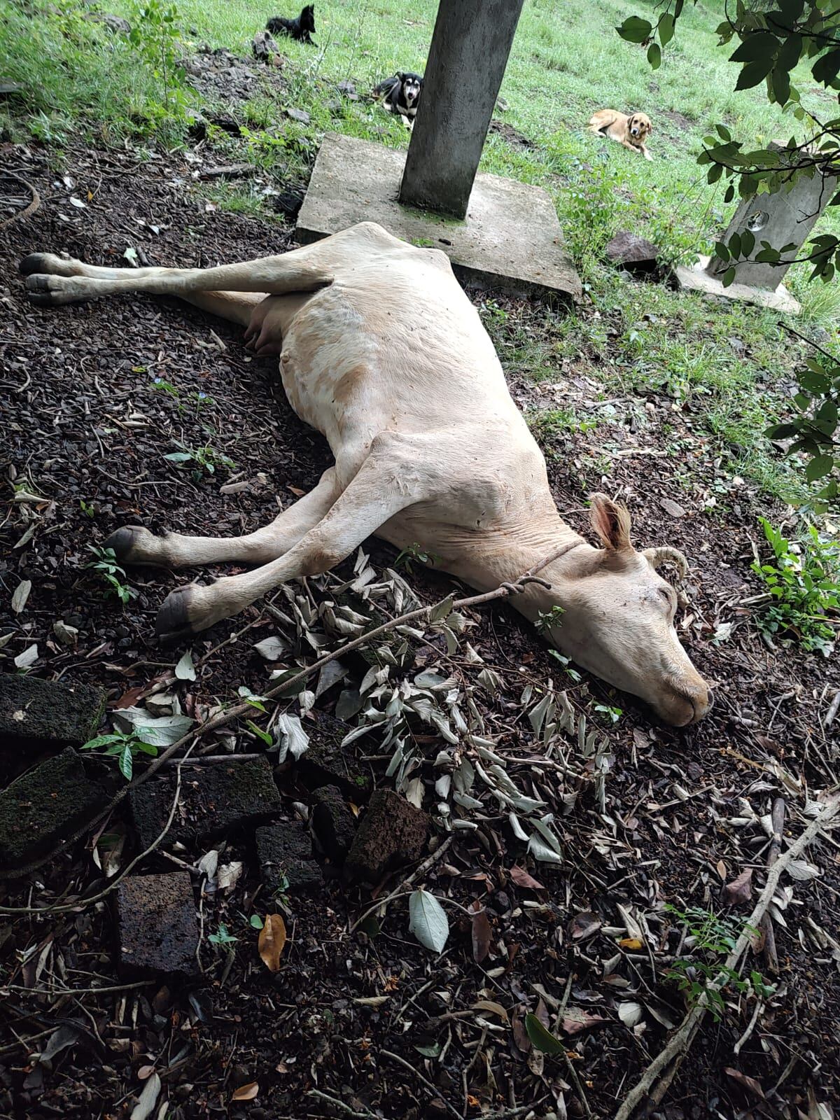 Muchos animales de Da Silva aparecieron asesinados