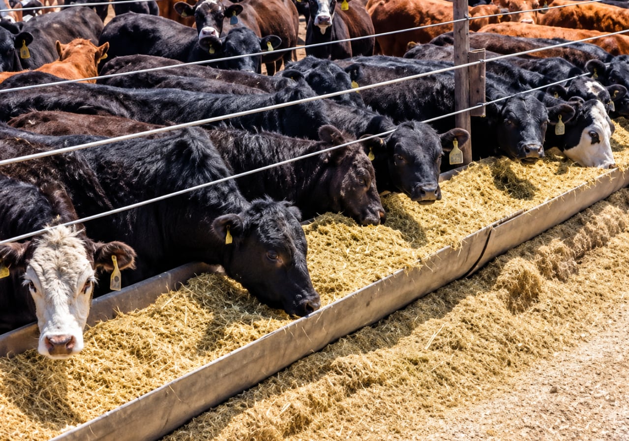 Un estudio detectó residuos de antimicrobianos en suelos de feedlots argentinos