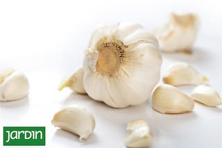 El potente antibiótico natural que podés cultivar en casa