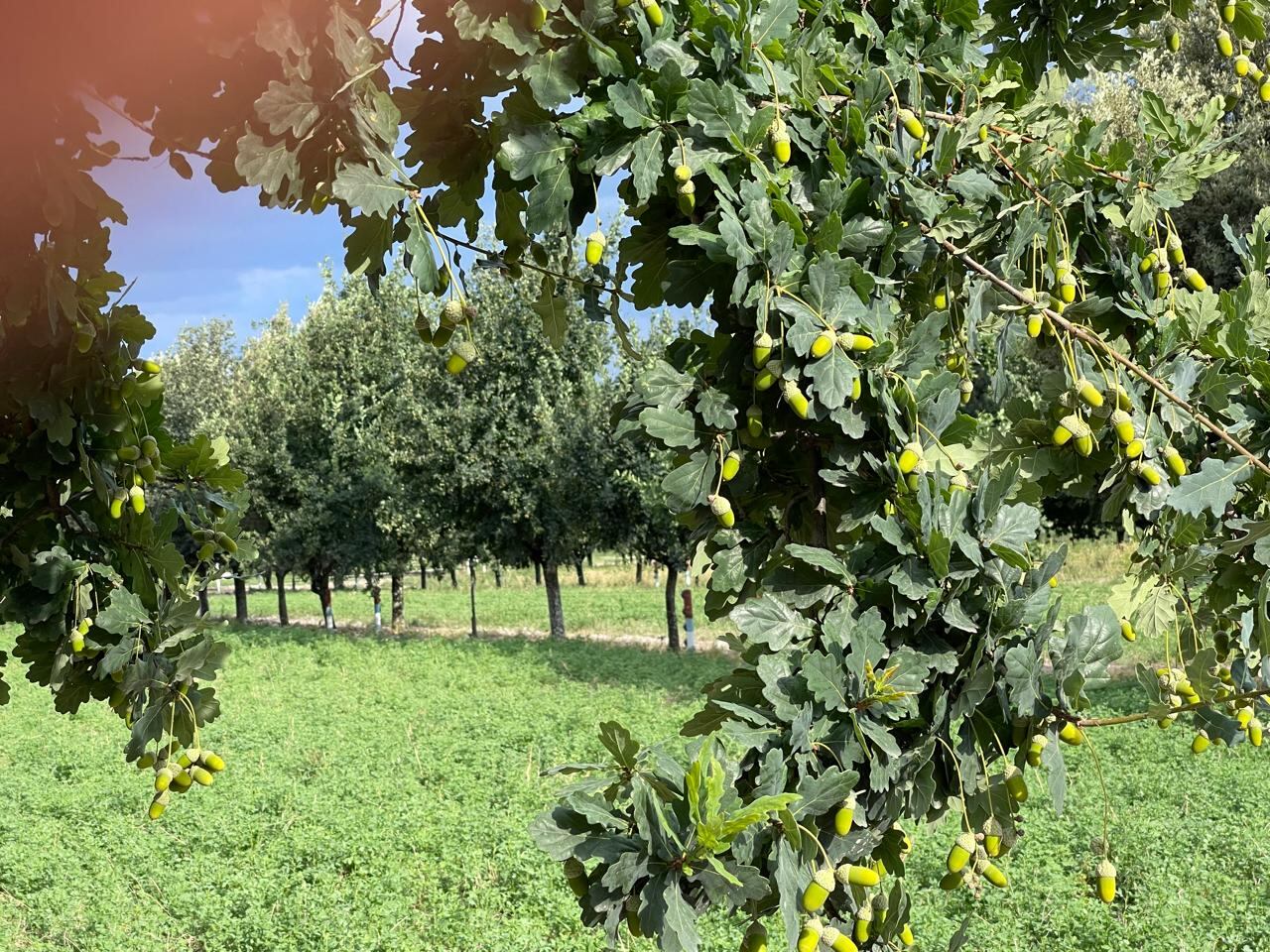 Bellotas en el campo del productor
