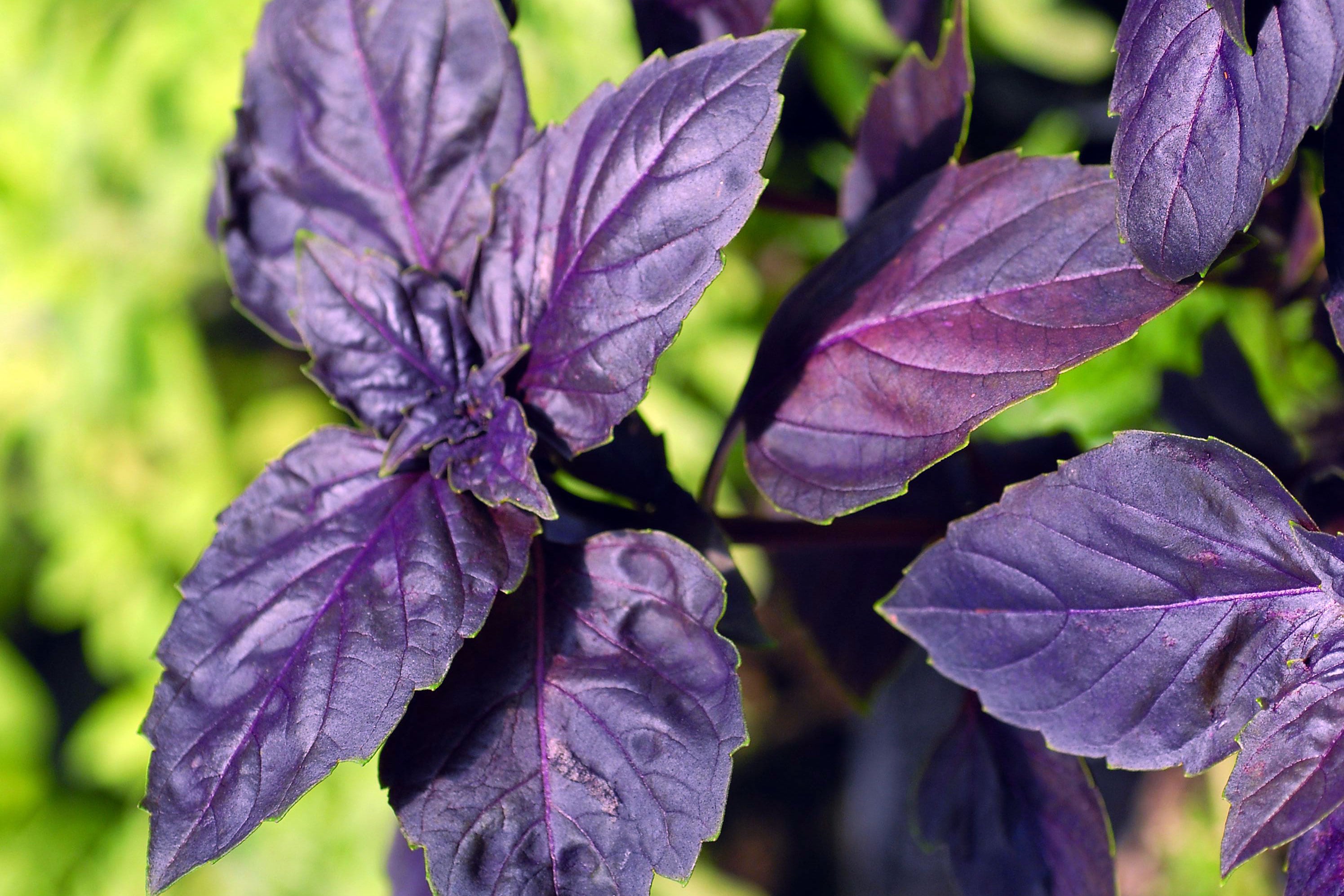 La albahaca morada no es tan común de ver, por eso se desconocen sus beneficios