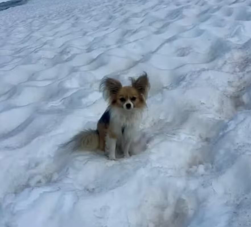 Un chihuahua salvó la vida de su dueño en un glaciar: “El equipo de rescate no me habría encontrado”