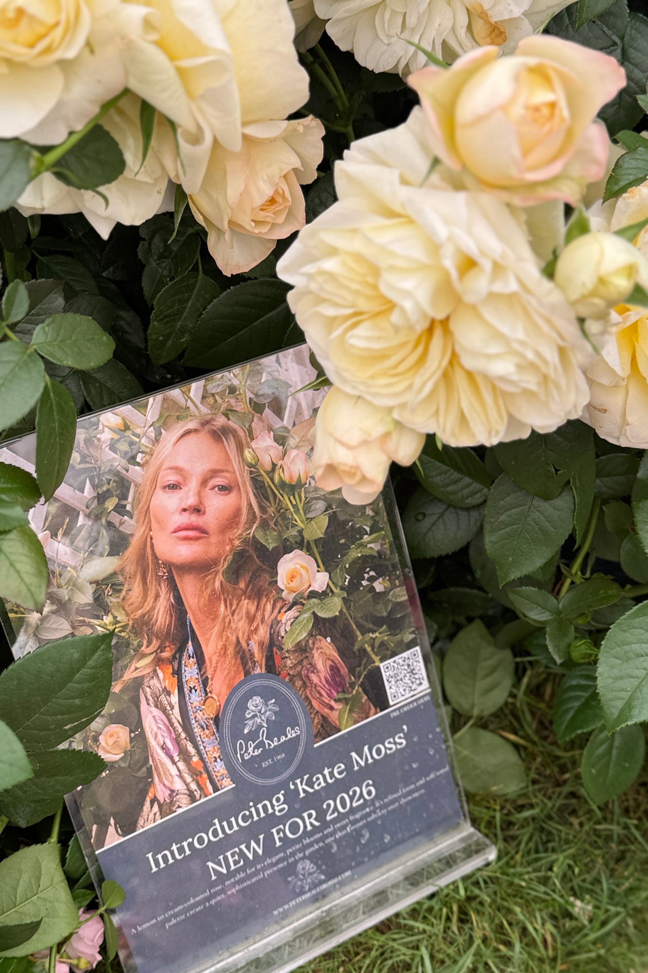 La rosa 'Kate Moss' de suave perfume y color amarillo