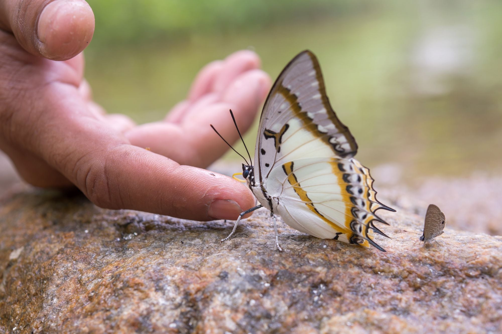 Las mariposas blancas se asocian a la protección y a la paz