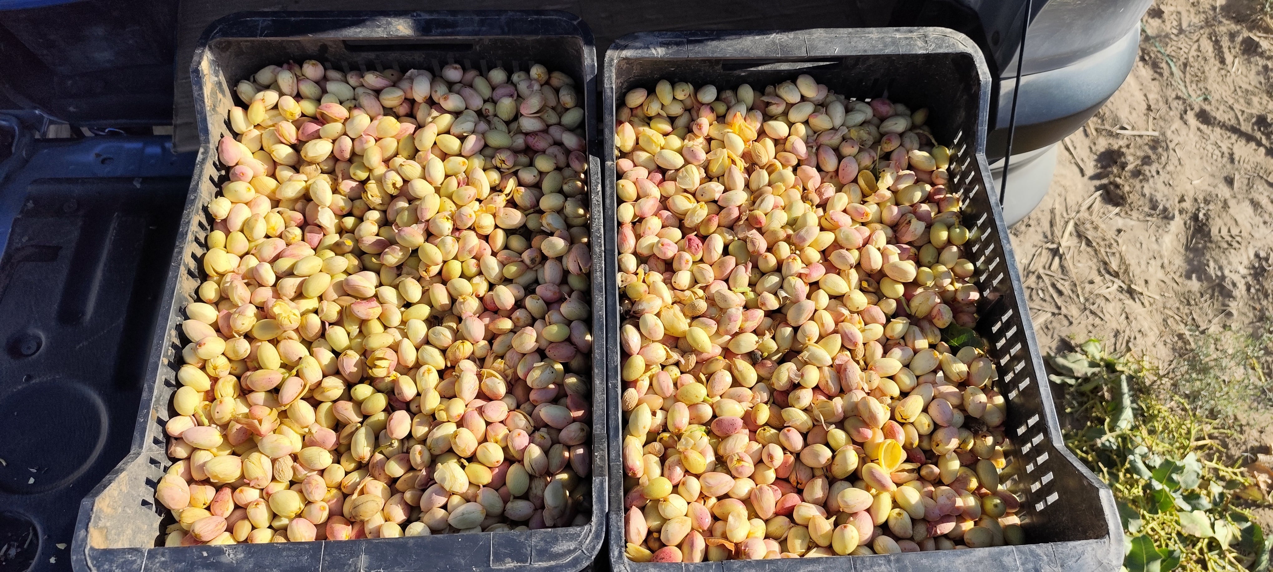 Una cosecha de pistacho en la Argentina