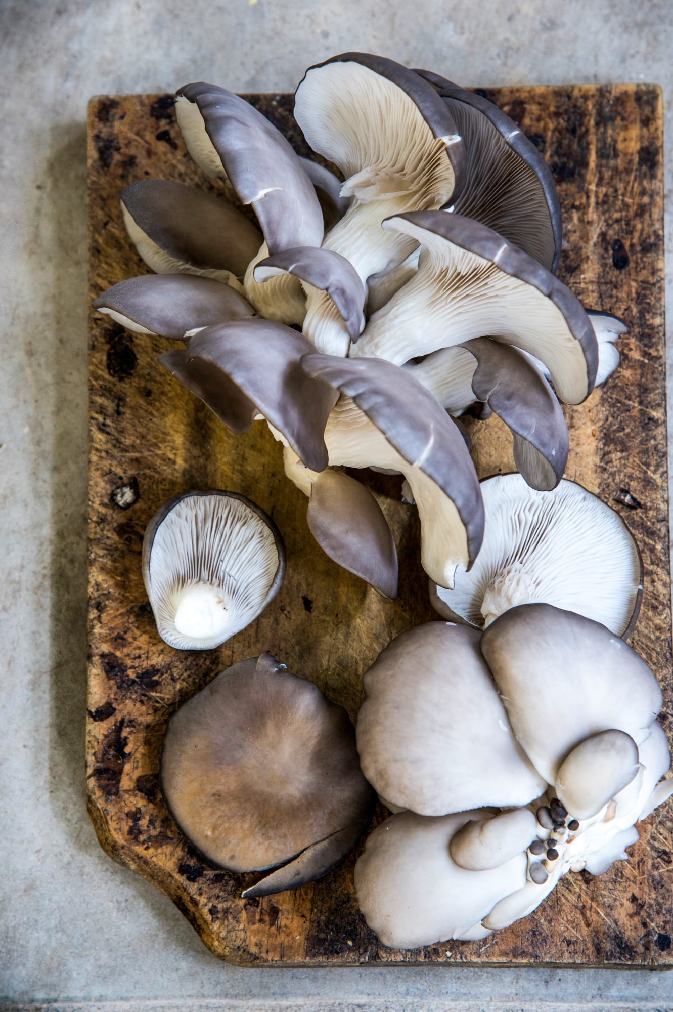 En casa podemos cultivar diferentes especies de hongos para luego llevar a la cocina