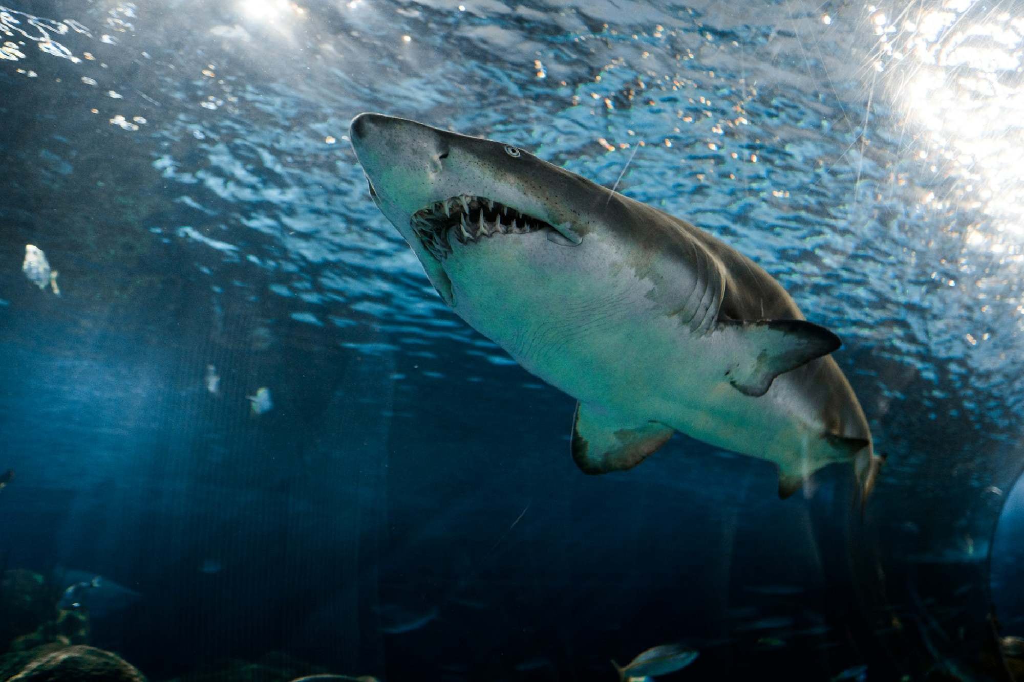 Por el momento no se logró identificar a la especie de tiburón que atacó a los turistas