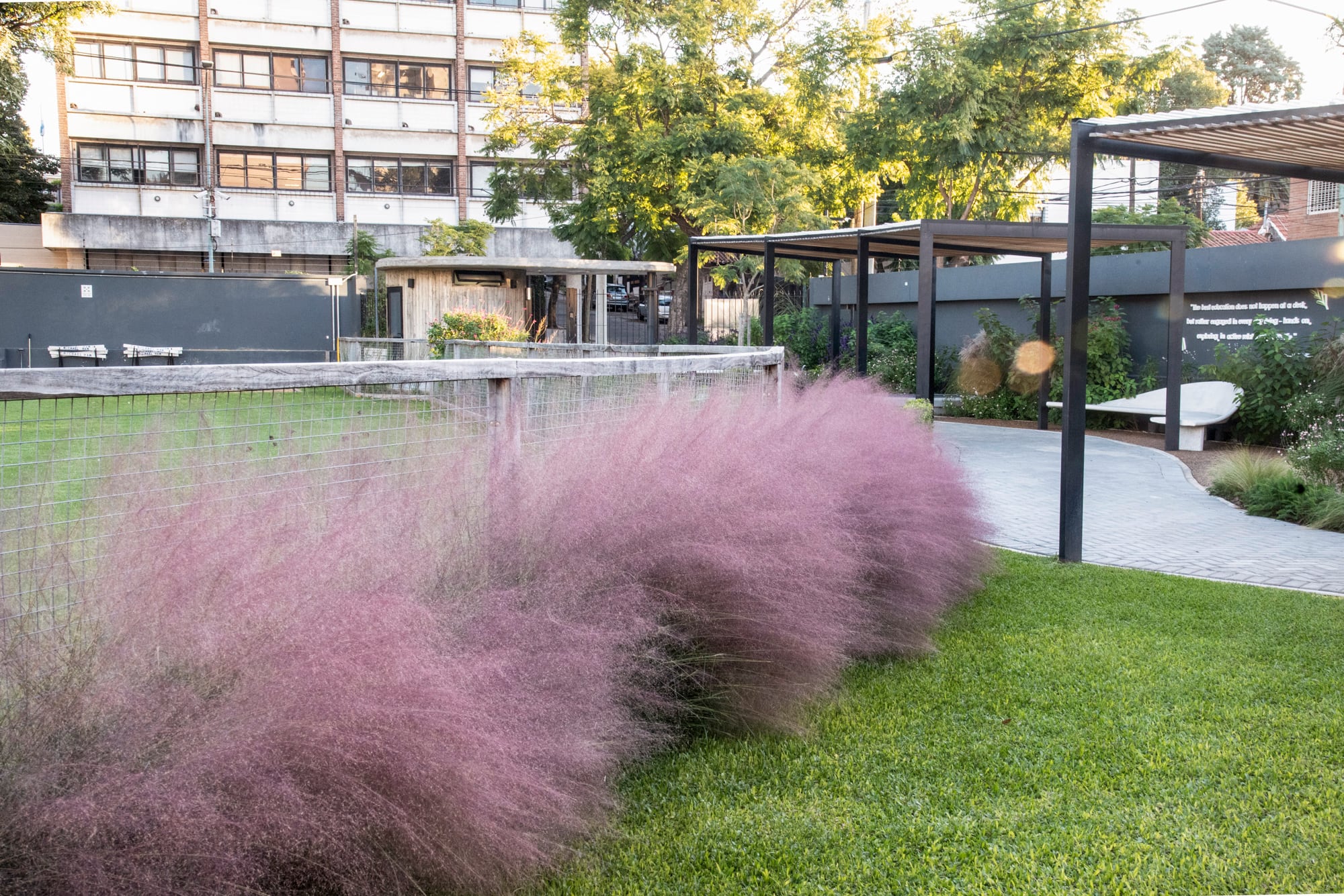 Miles de pequeñas inflorescencias convierten a esta gramínea en una de las protagonistas del jardín otoñal