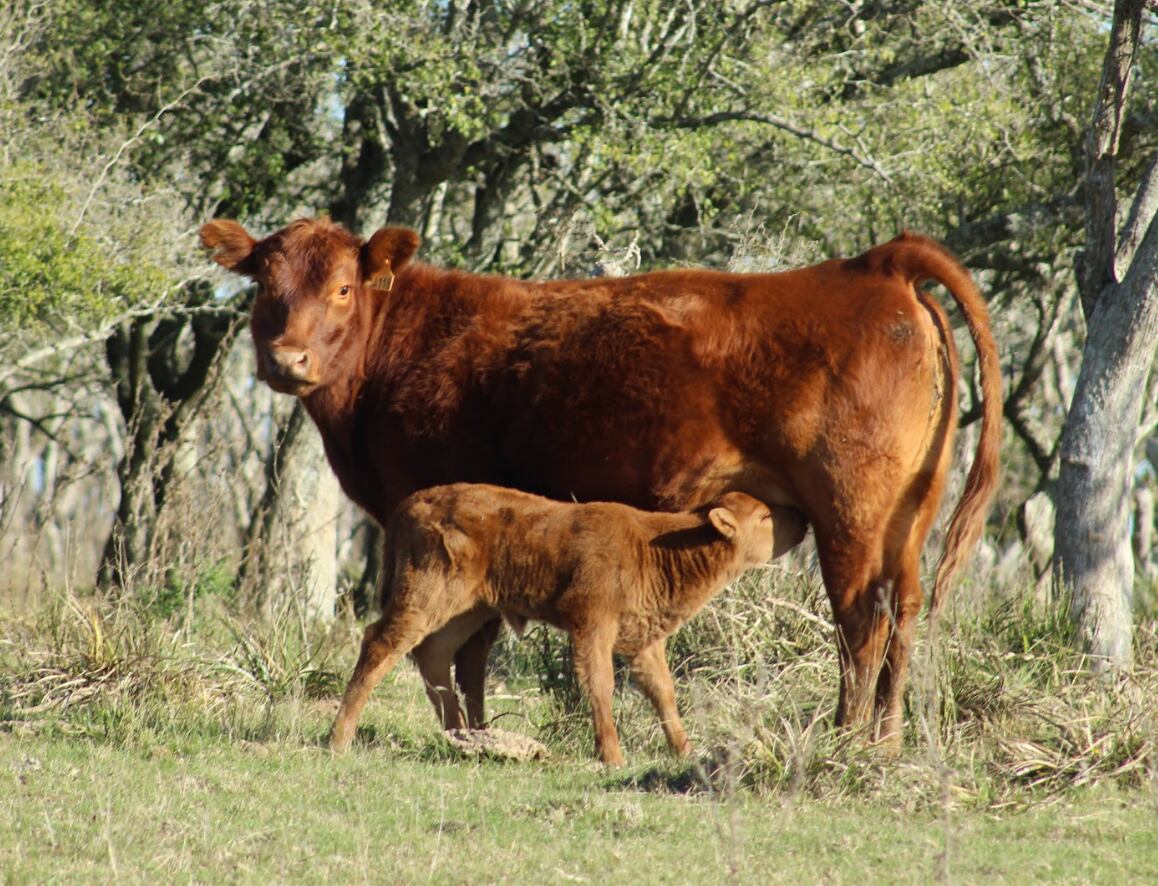Se apunta a generar un mayor patrimonio