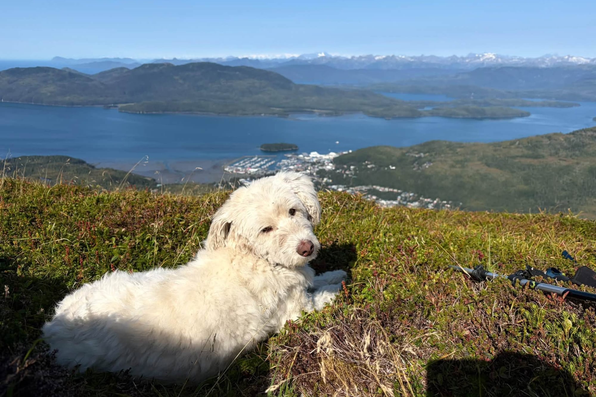Una perra sobrevivió más de 50 horas perdida en Alaska tras una avalancha y un AirTag ayudó a encontrarla 6 Lauren Padawer, novia de uno de los excursionistas, se enteró del accidente a través de Facebook y comenzó a organizar una búsqueda para encontrar a la mascota