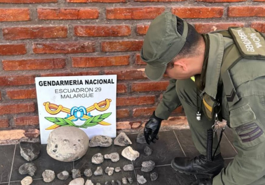 Gendarmería rescató 33 fósiles de hace 300 millones de años que eran transportados en un auto