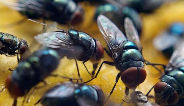 Las moscas estériles se crían en laboratorio, se irradian y se dispersan por vía aérea sobre zonas de riesgo