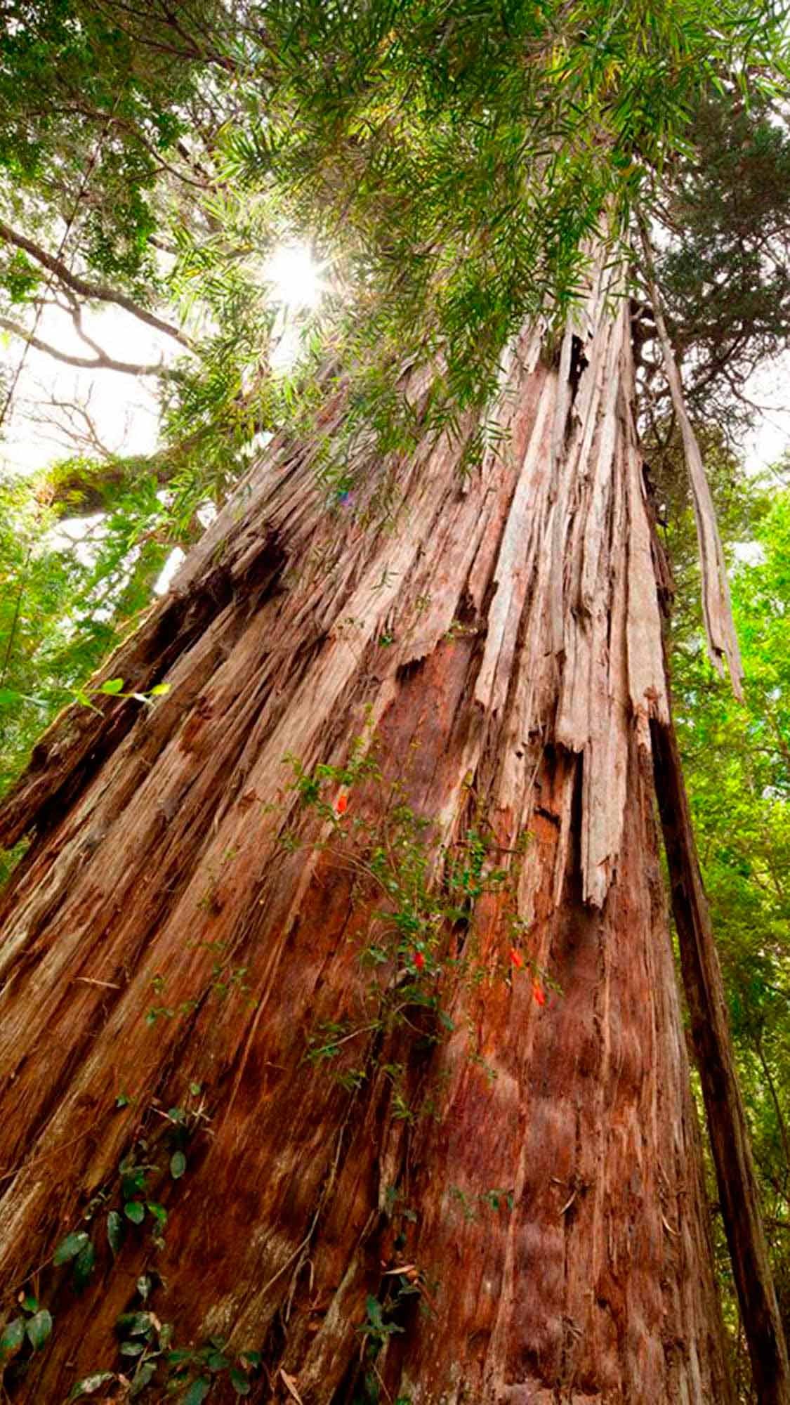 El Alerce Abuelo tiene más de 2.600 años y es uno de los árboles más antiguos del planeta