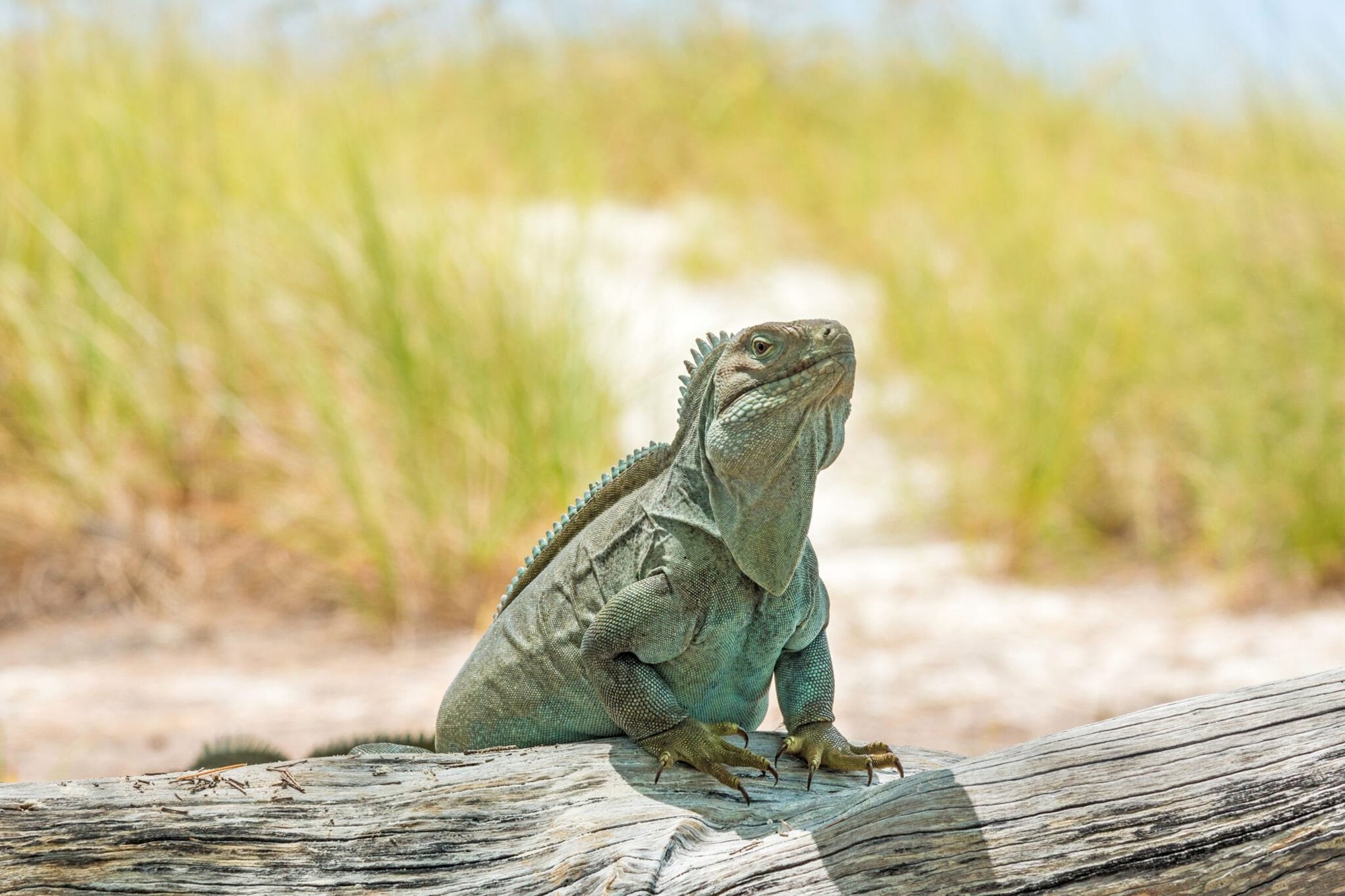 La iguana de roca endémica de la isla que puede medir 80 centímetros