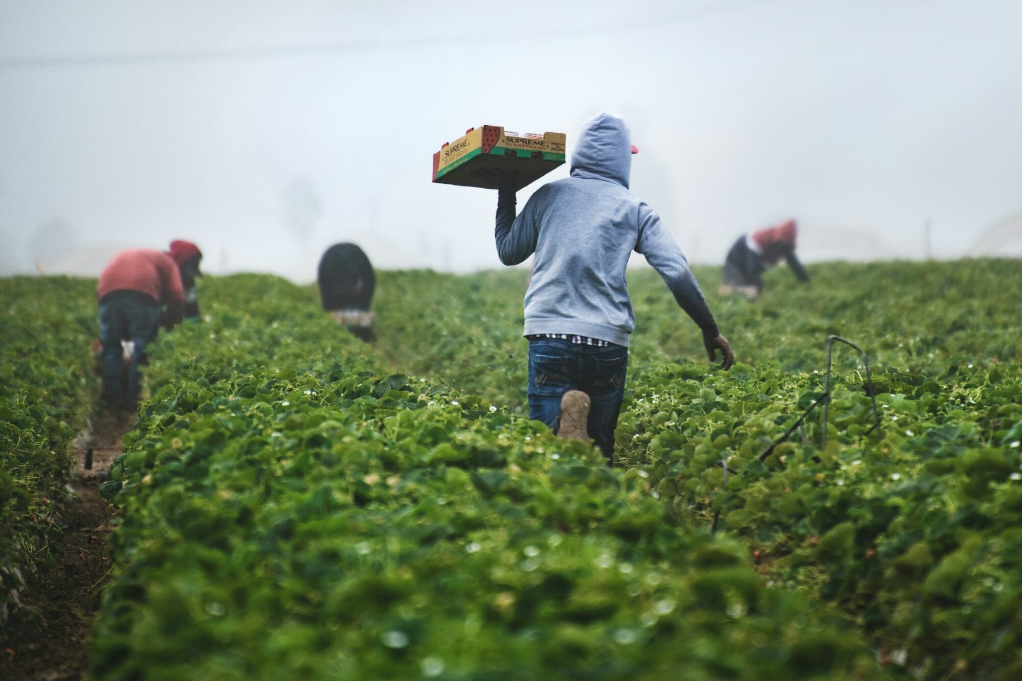 Los trabajadores agrícolas son los que más sufren los elevados precios de la gasolina, según Pritzker / Unsplash