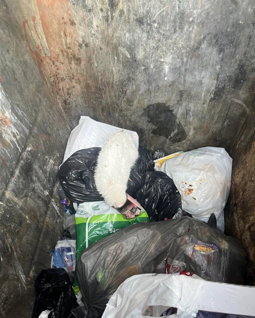 Fue a tirar basura a un contenedor, pensó que había encontrado un oso de peluche blanco pero algo llamó su atención: “Estaba respirando”