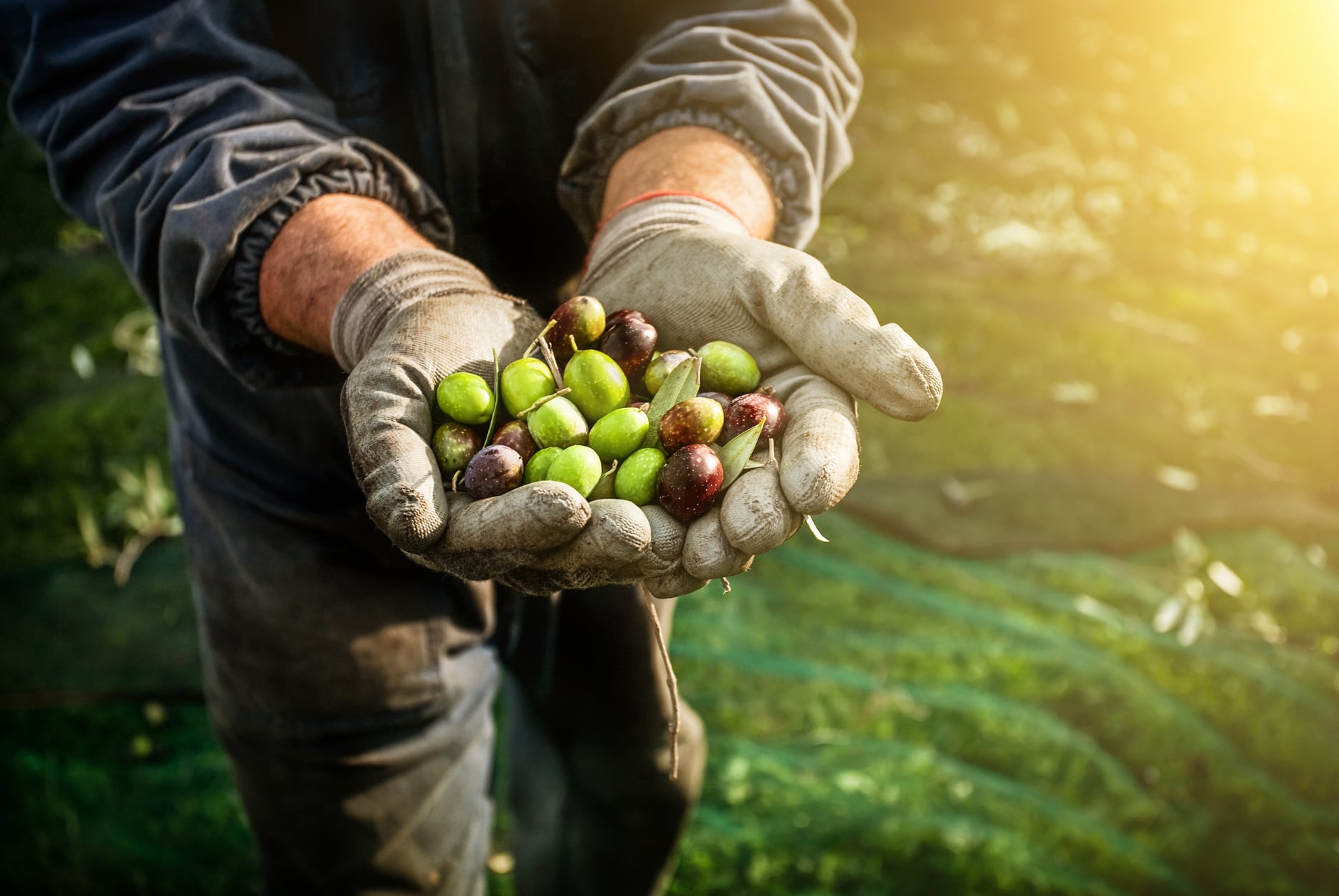Las economías regionales concentran cerca del 29% de los puestos de las cadenas agroindustriales