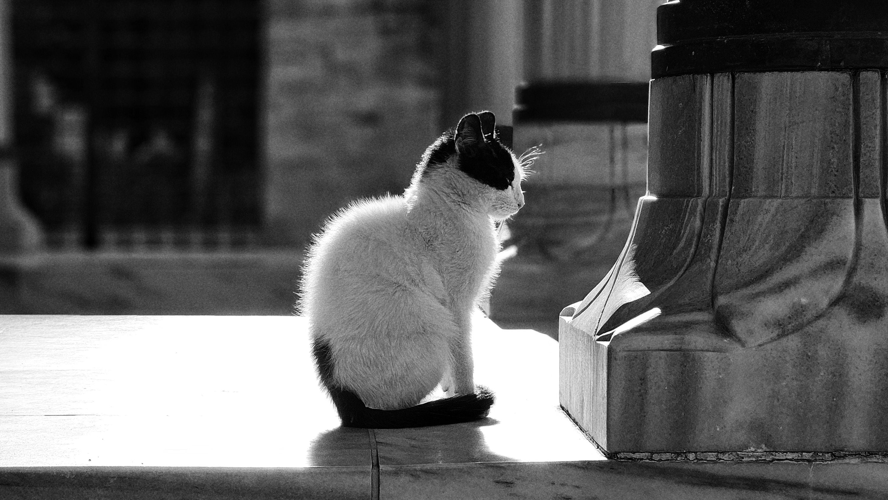 Los gatos son seres sumamente sensibles