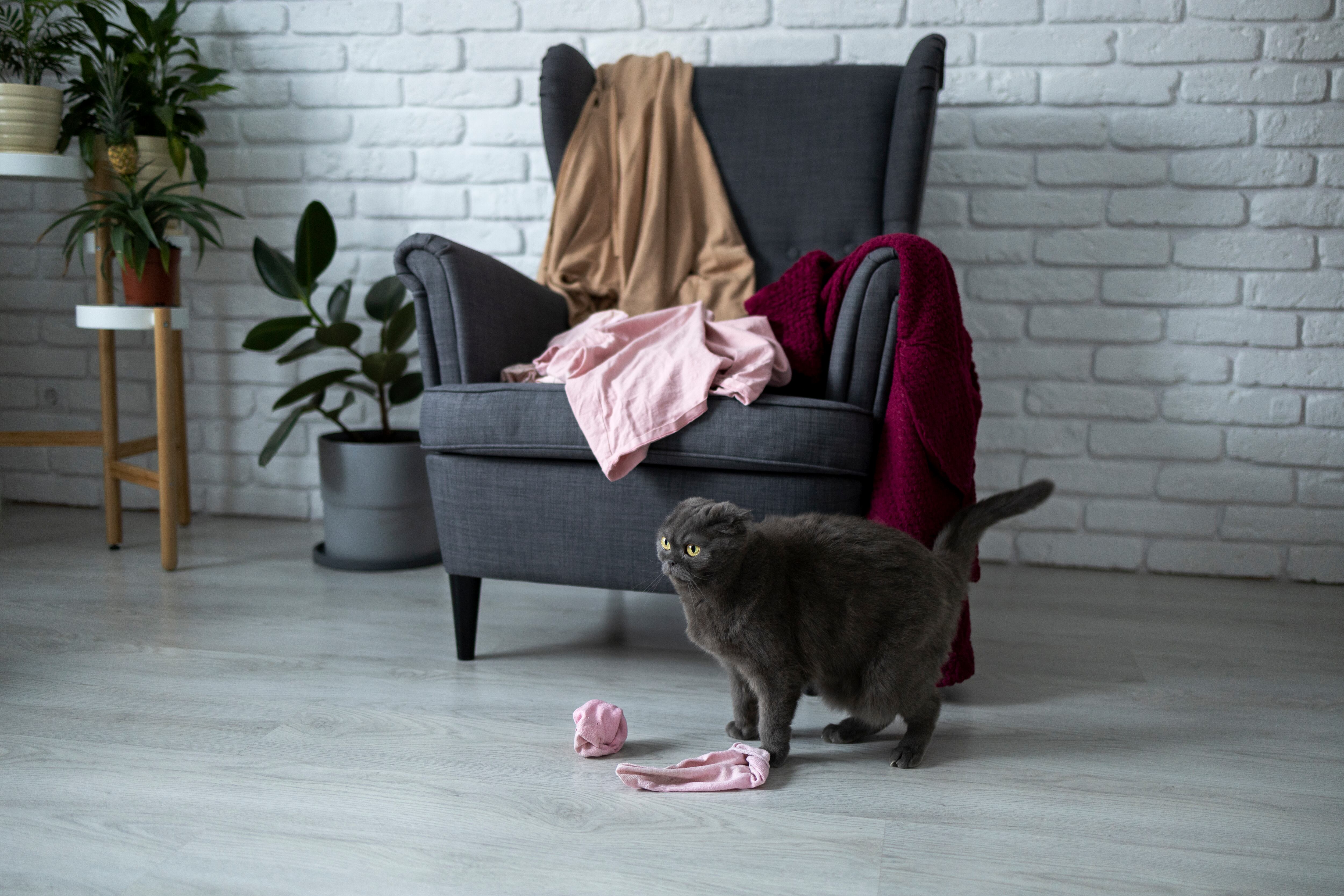 Mantener la ropa y los muebles libres de pelos de gato suele ser todo un desafío (imagen ilustrativa)