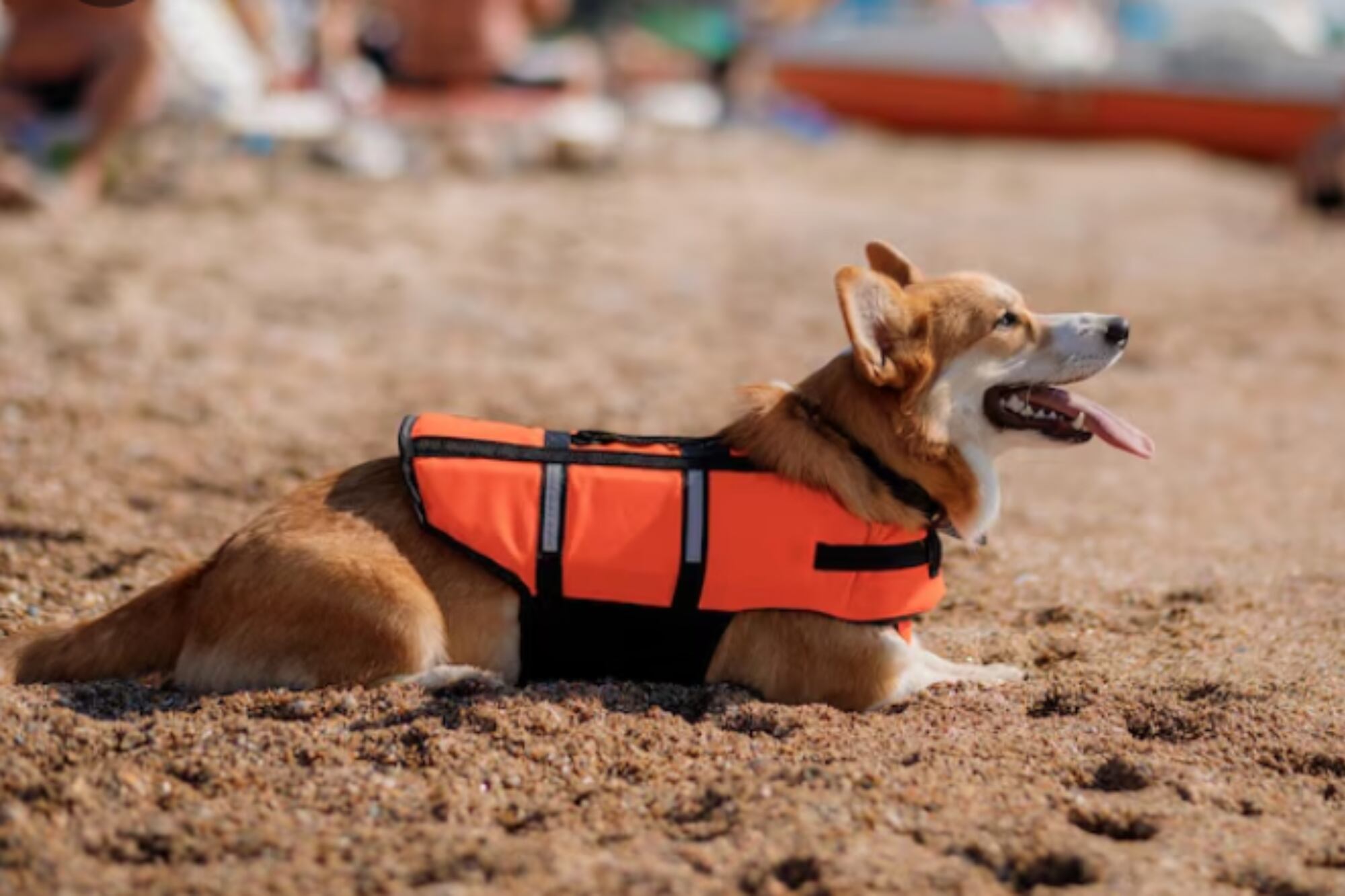 Los dueños deben prestar atención a las altas temperaturas del verano y a la seguridad de los perros en ciertas actividades