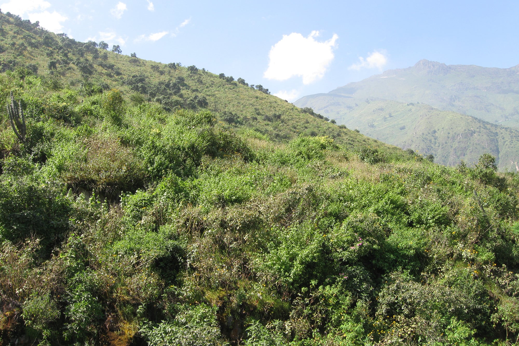 El hábitat natural de la nueva especie: matorrales y laderas cordilleranas entre los 2000 y 2400 metros de altura en los Andes peruanos