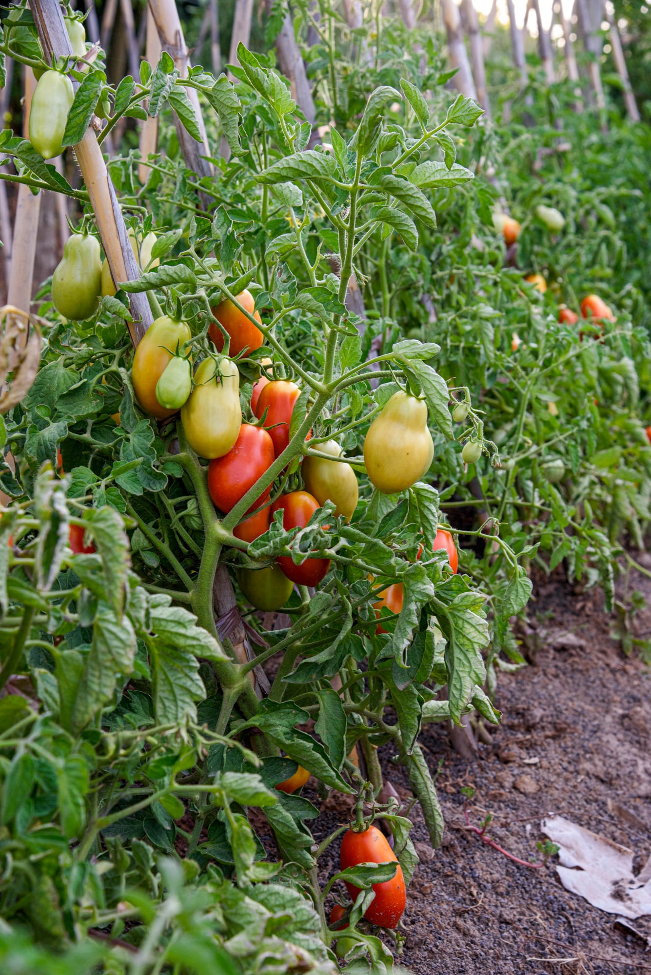 Producción de tomates orgánicos en la huerta doméstica