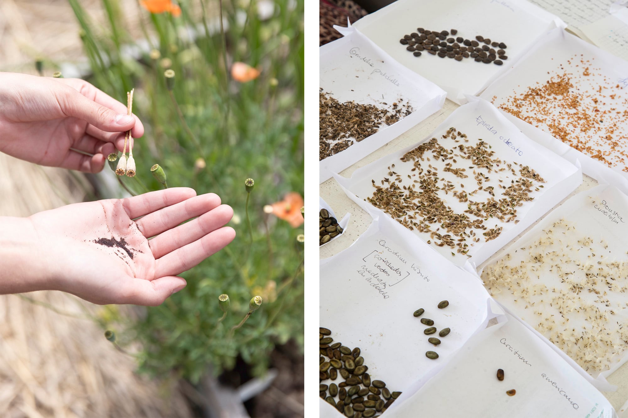 Guardar las semillas en sobres para plantar la próxima temporada