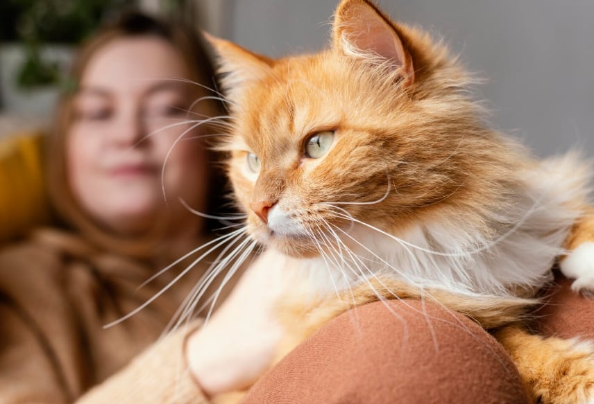 Los gatos atigrados suelen destacarse por su carácter sociable y su cercanía con las personas (Foto: Freepik)