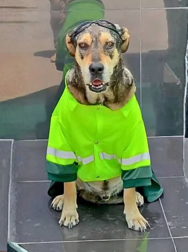 Rescatado en las calles, Vaguito encontró una nueva vida junto a la fuerza policial